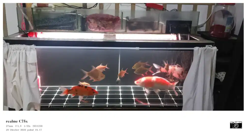 Jual Akuarium inc Ikan