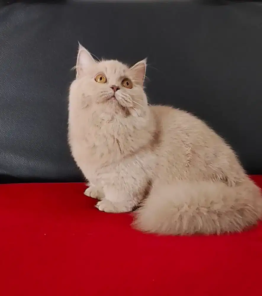 Kucing Munchkin British Longhair carrier cinnamon
