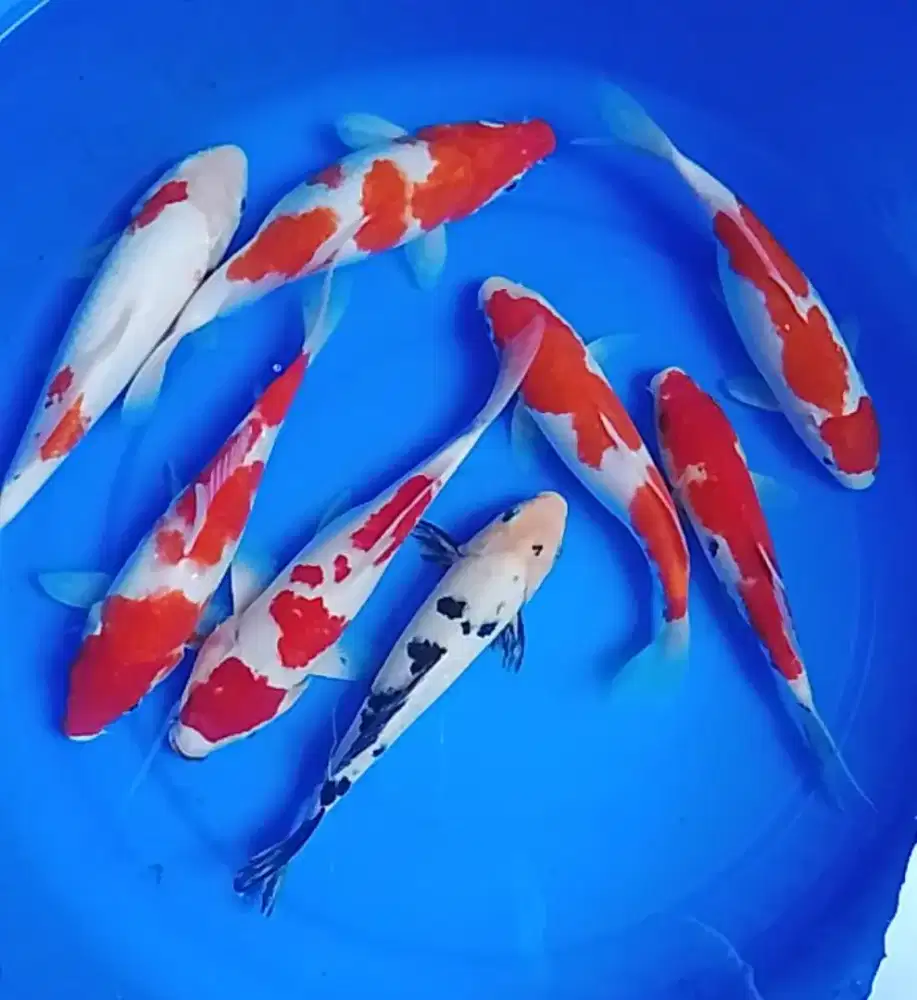 Jual ikan Koi ukuran 22-25 cm