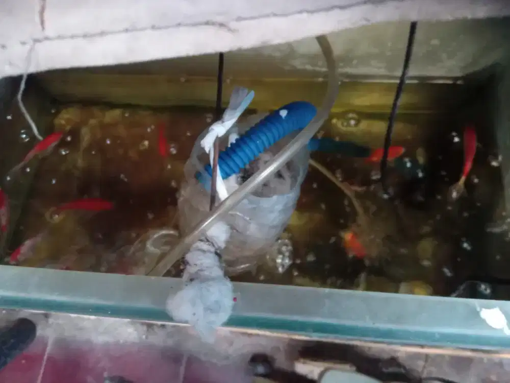Ikan.aquarium.dan lain