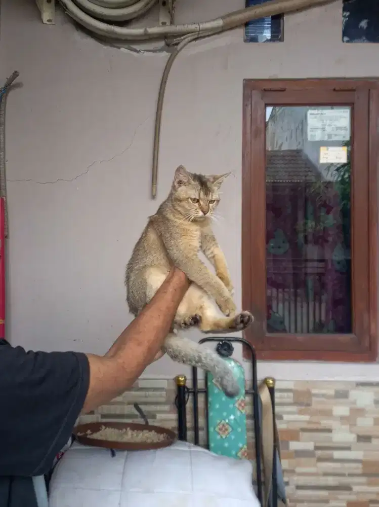 KUCING BSH GOLDEN NY25 BETINA