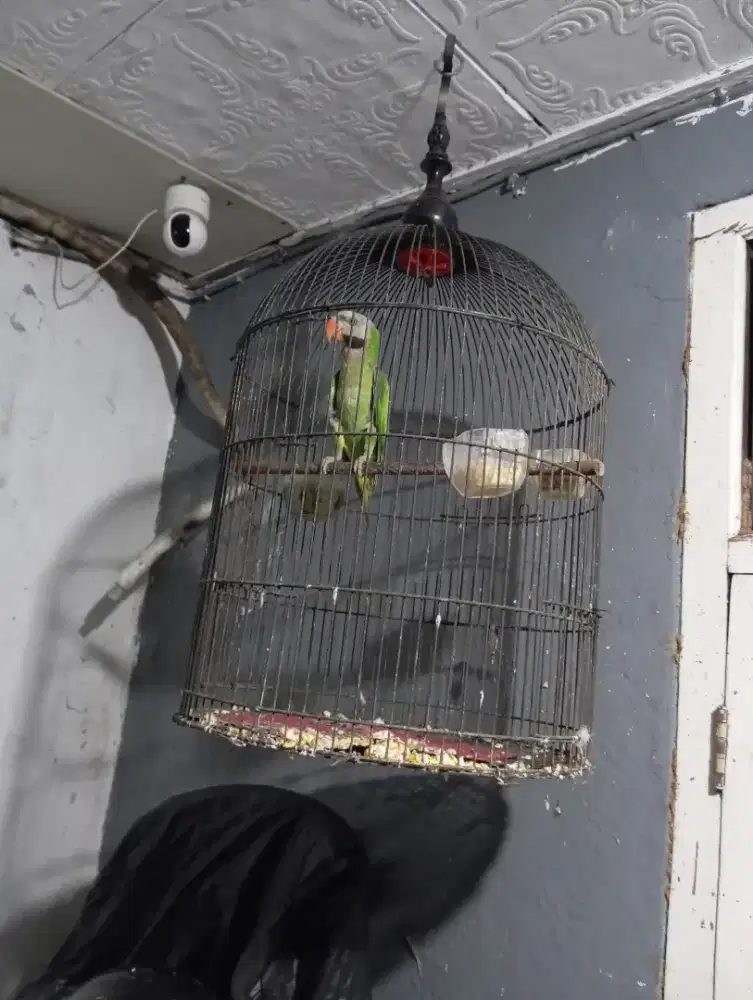 Burung love bird besar