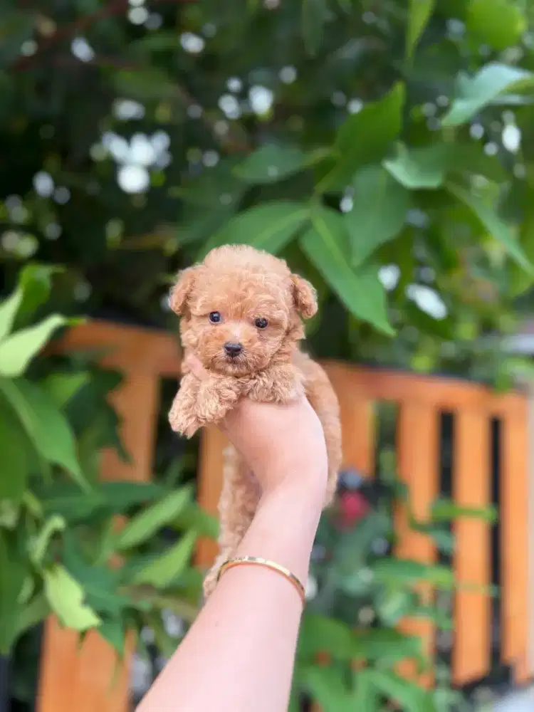 Poodle tea cup betina