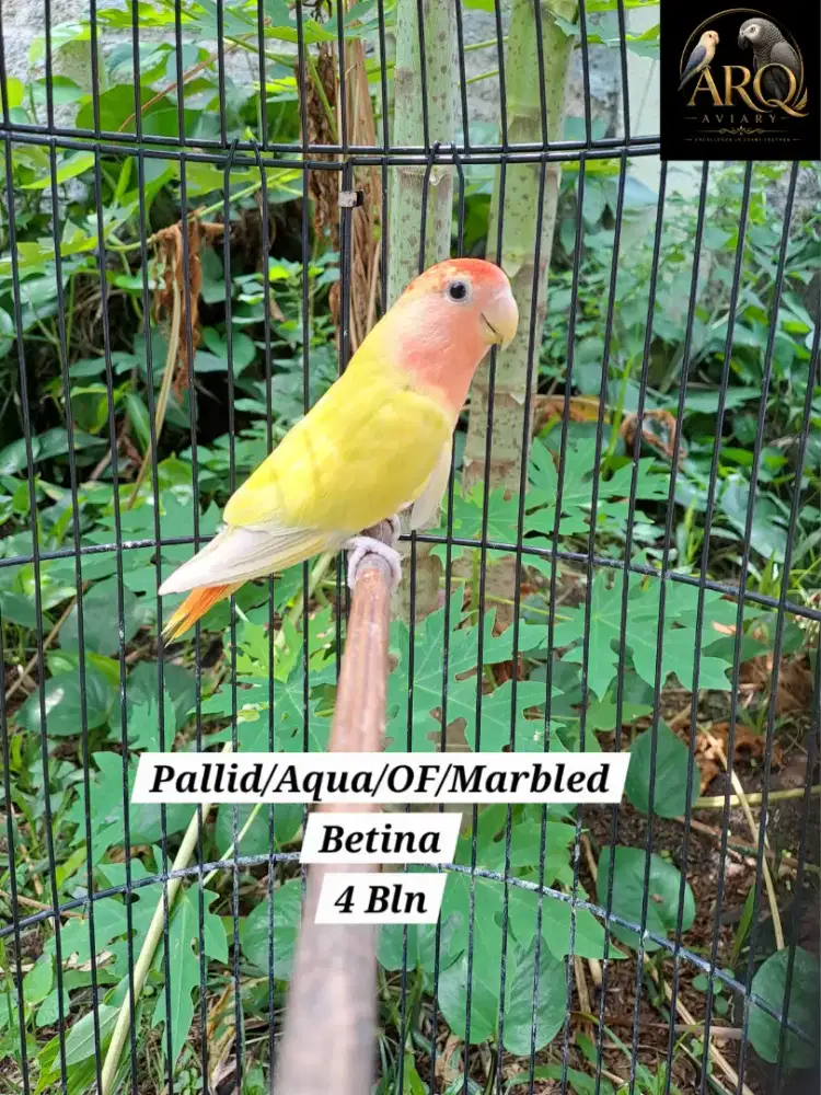 Lovebird Paud Betina Nonklep Pallid Opaline/Aqua/Marbled/OF