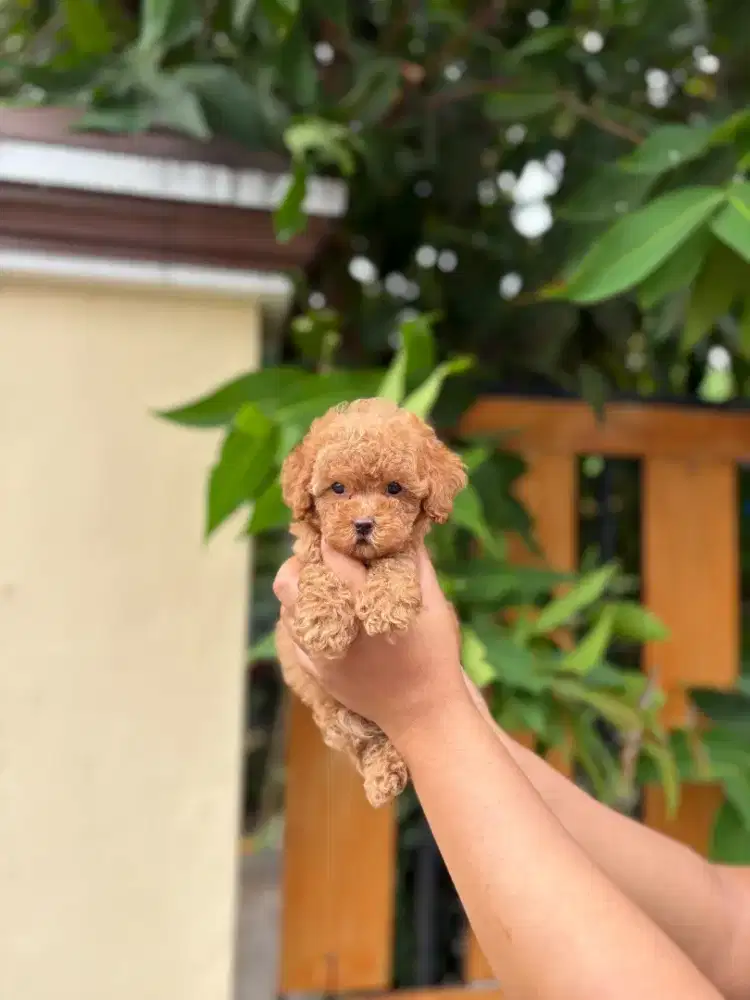 Poodle tea cup jantan