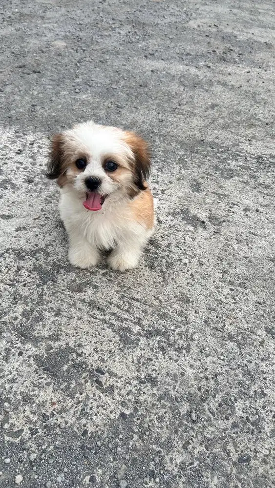 Anjing shitzu jantan