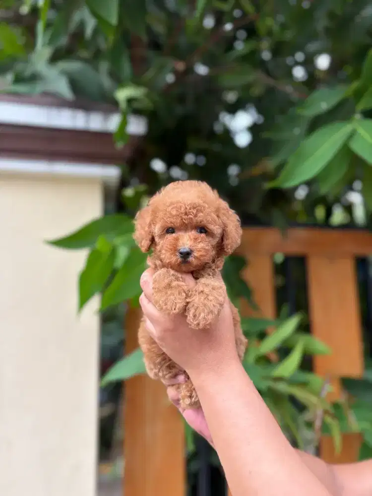 Poodle tiny jantan