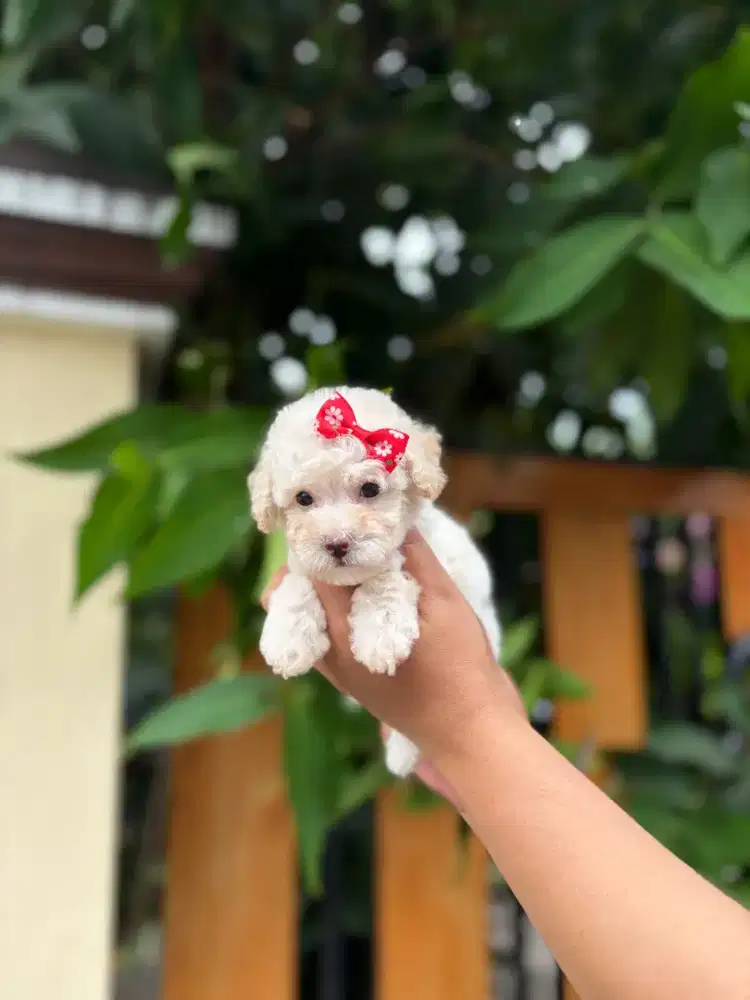 Poodle white betina tiny