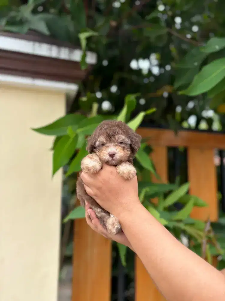Poodle choco pathom beige