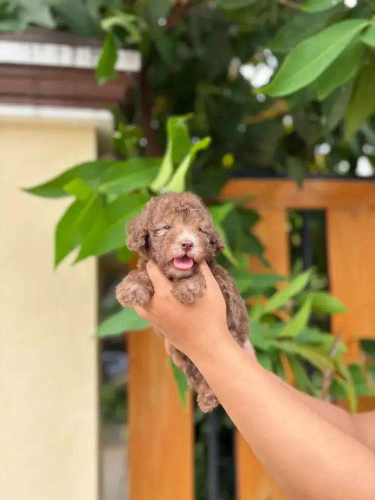 Poodle choco pathom beige lucu