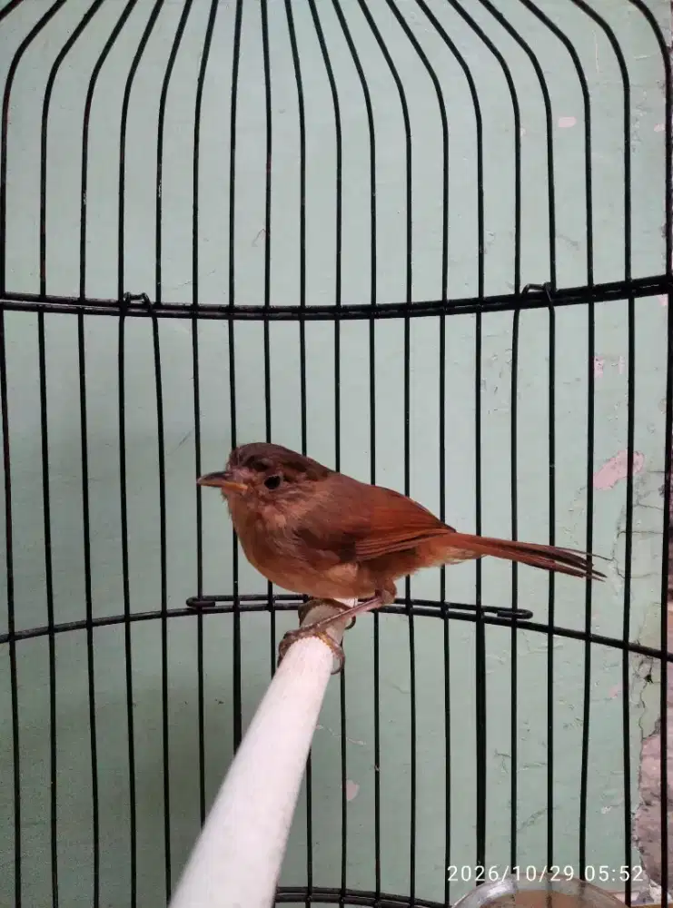 Burung Flamboyan Harian Rajin bunyi