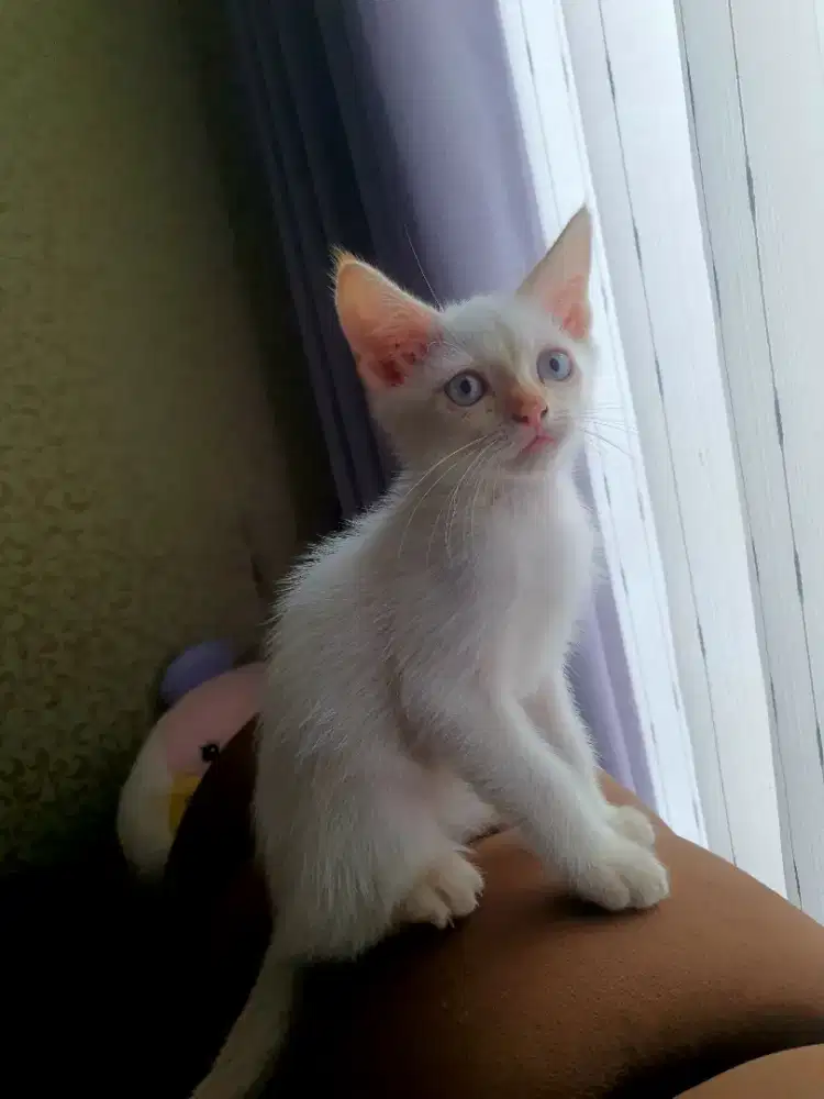 Kucing kitten red point