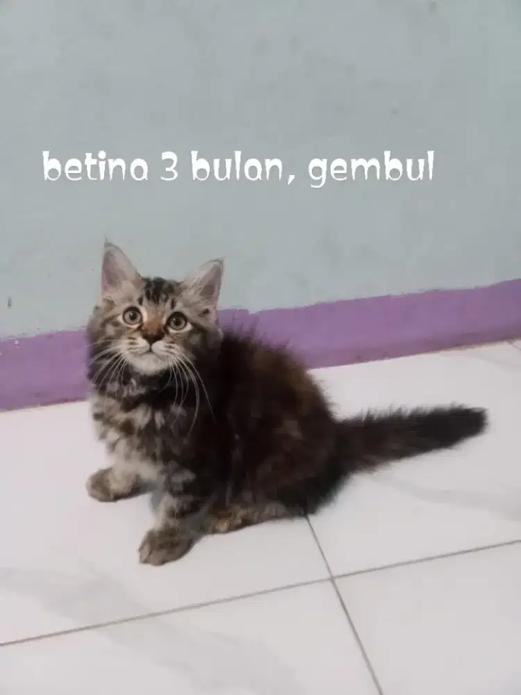 Kucing Persia medium