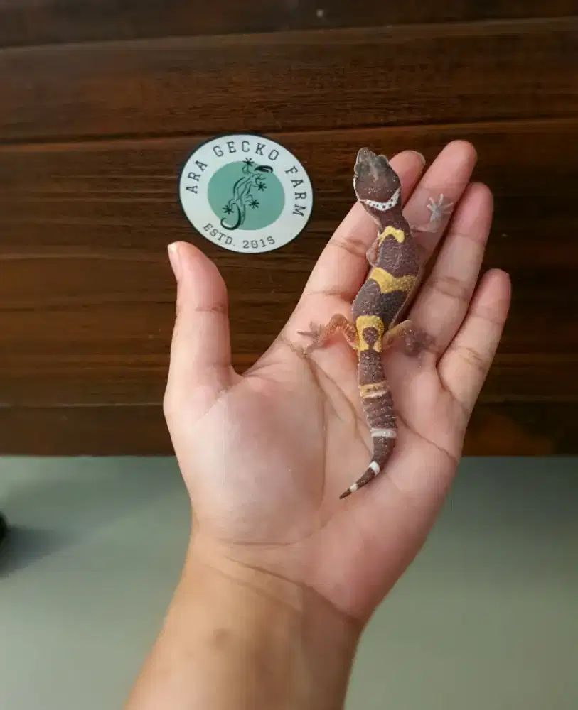Leopard Gecko Ara Gecko