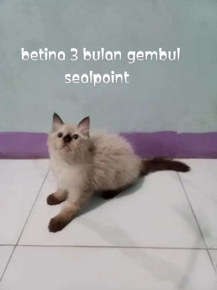 Kucing Persia Himalaya