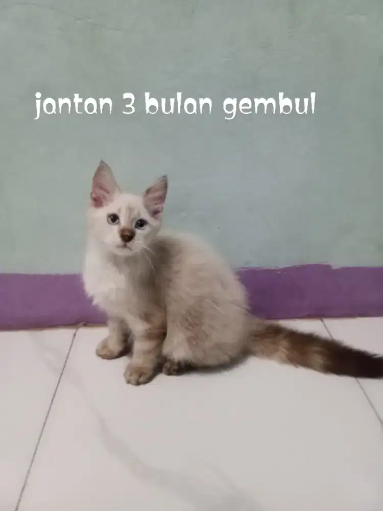 Kucing Persia Himalaya