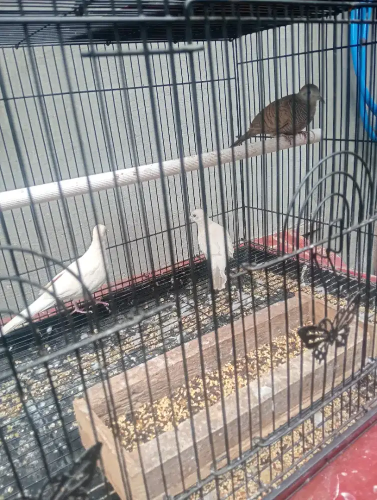 Jual perkutut p.lurik mata merah dewasa hrg 600000