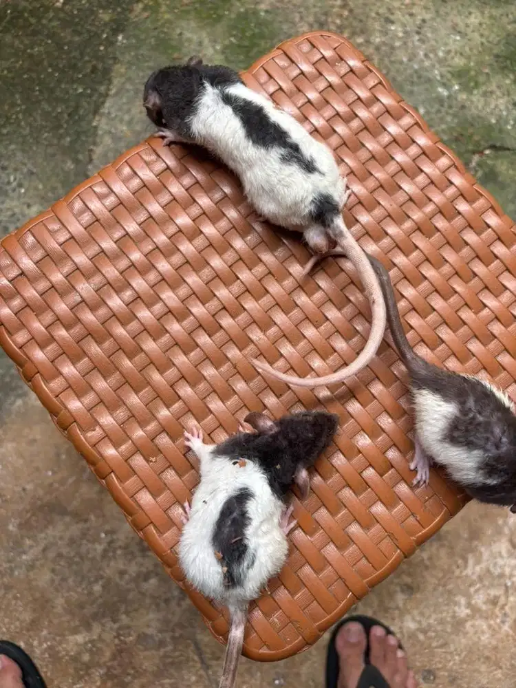 Tikus Dumbo Ear Lucu