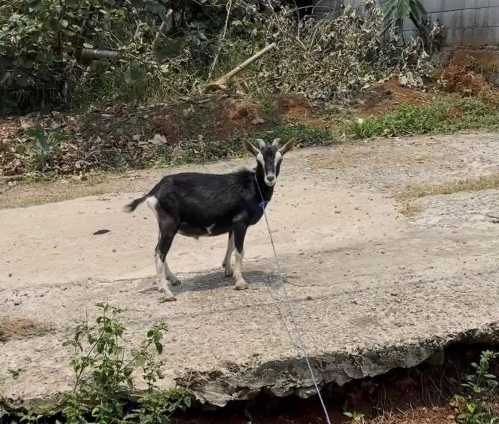 Nigerian Dwarf Jantan 2thn