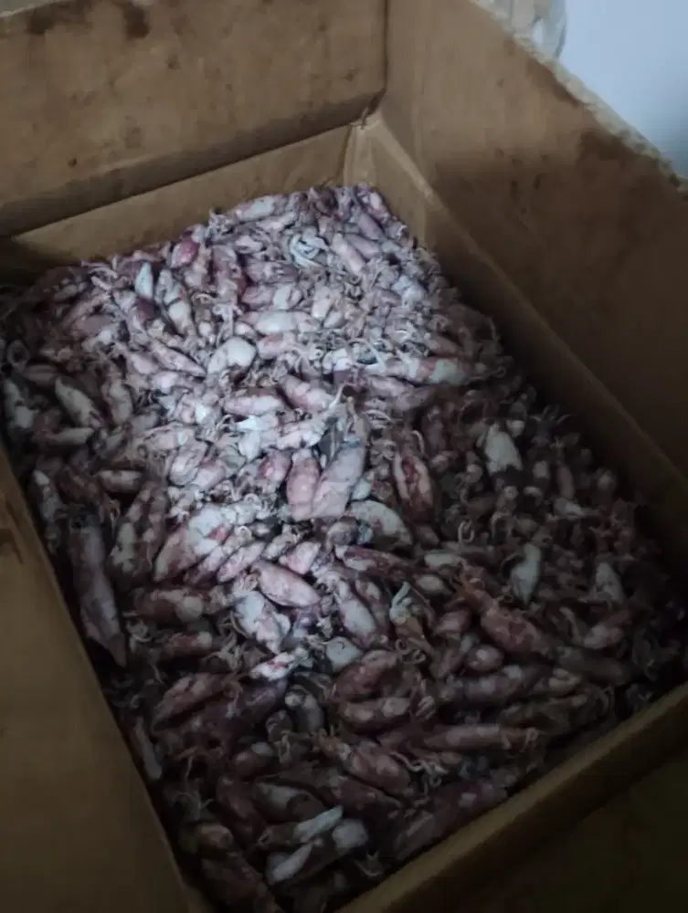jual cumi kualitas bagus