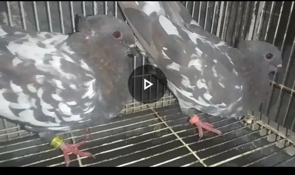 merpati ginging