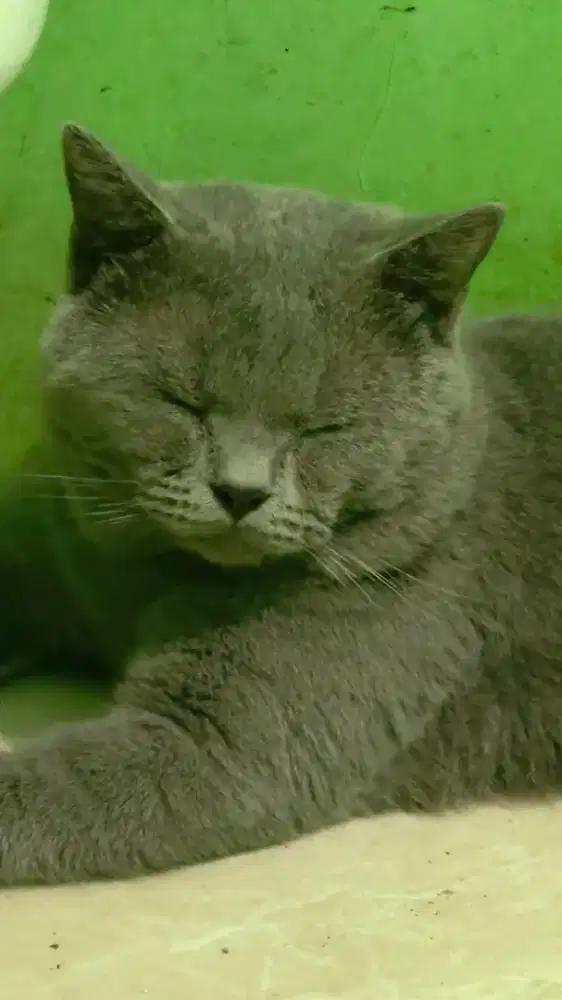 Kucing BSH British Shorthair