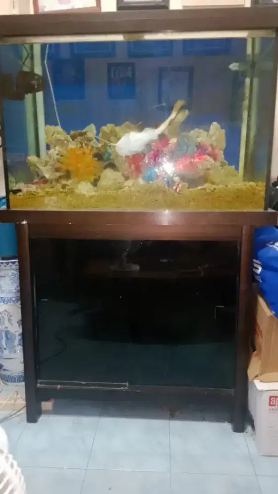 Aquarium Bagus dan terawat