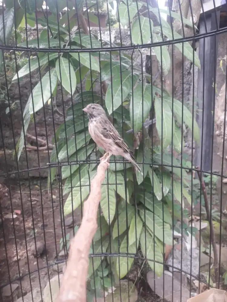 Burung blackthroat gacor