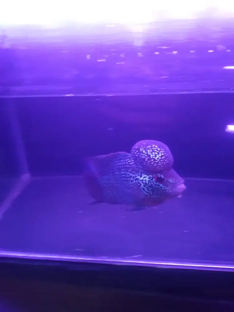 Full set aquarium