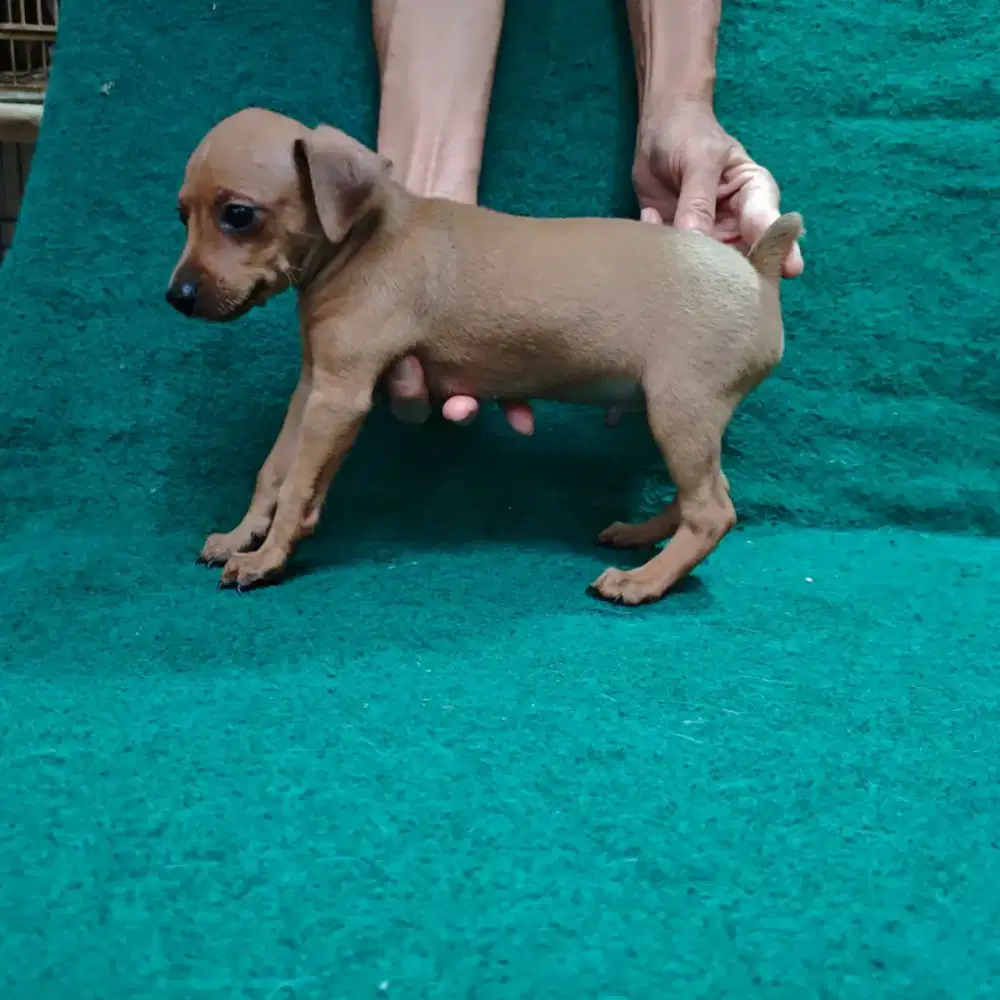 Jual anakan anjing Mini Pincher jantan brown