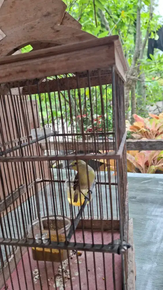 Burung sirtu/cipoh