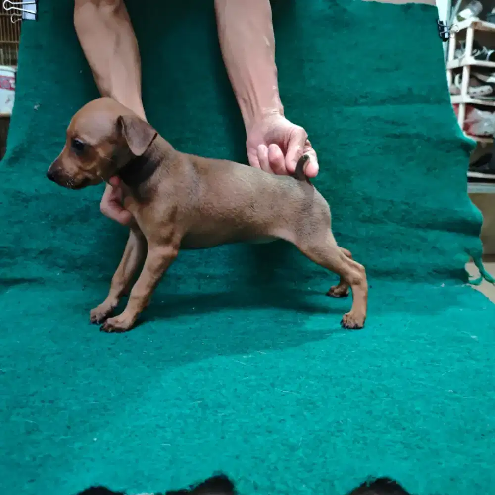 Jual anakan anjing Mini Pincher betina brown