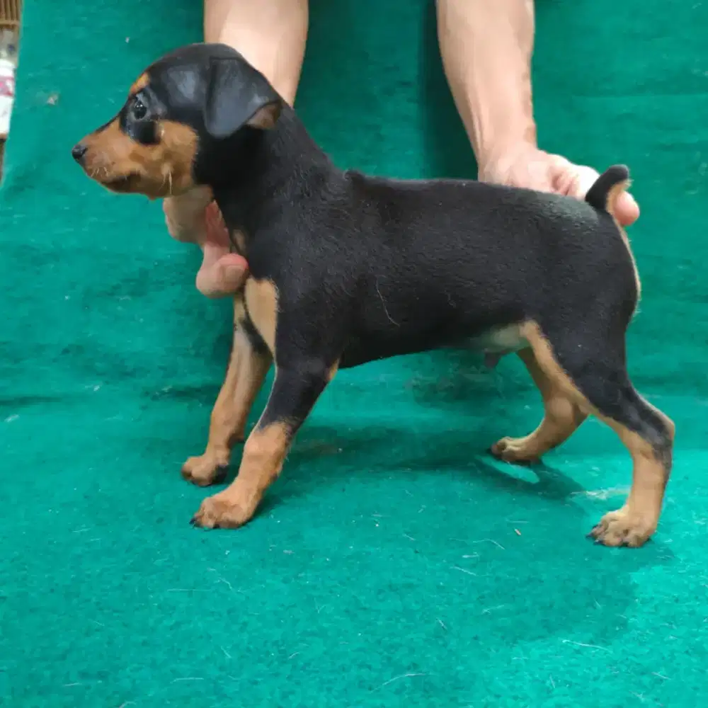 Jual anakan anjing Mini Pincher jantan black & brown