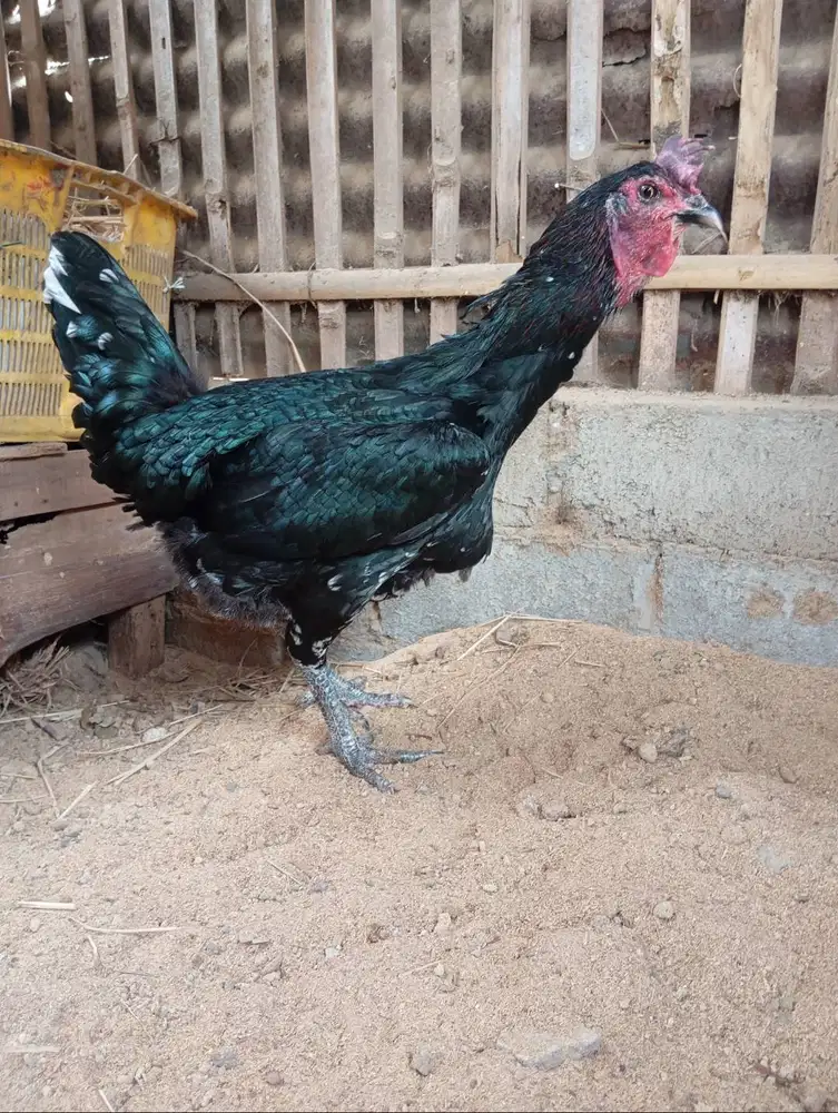 Babon ayam pelung jumbo