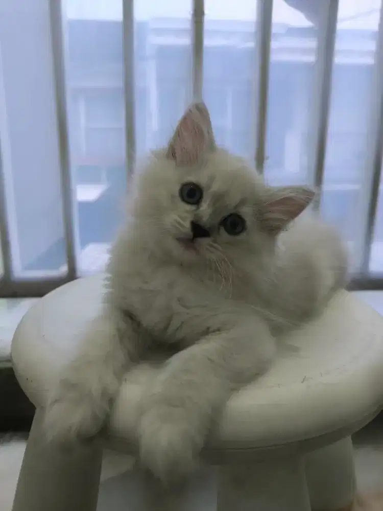 Kucing kitten himalaya 500rb