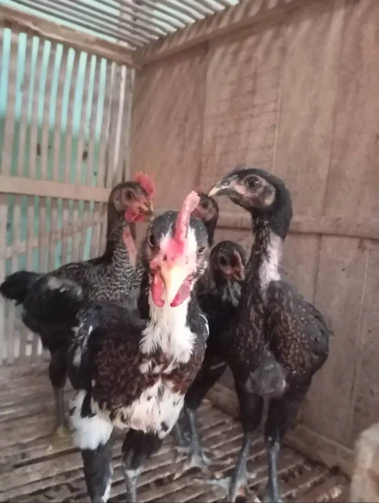 Anakan ayam pelung
