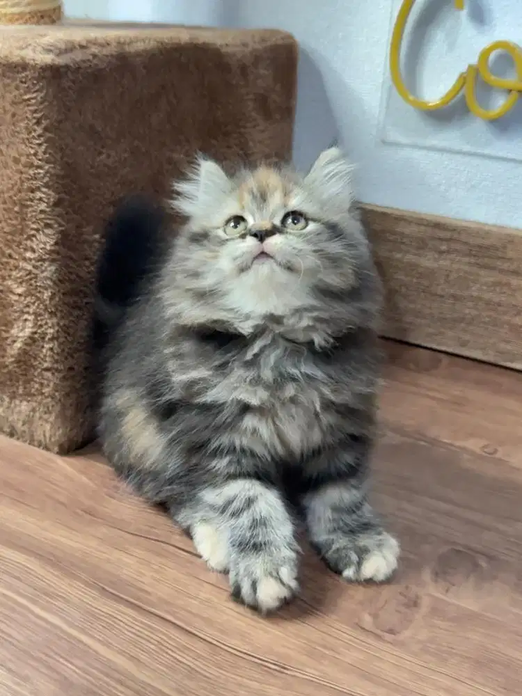 Kitten Kucing Persia