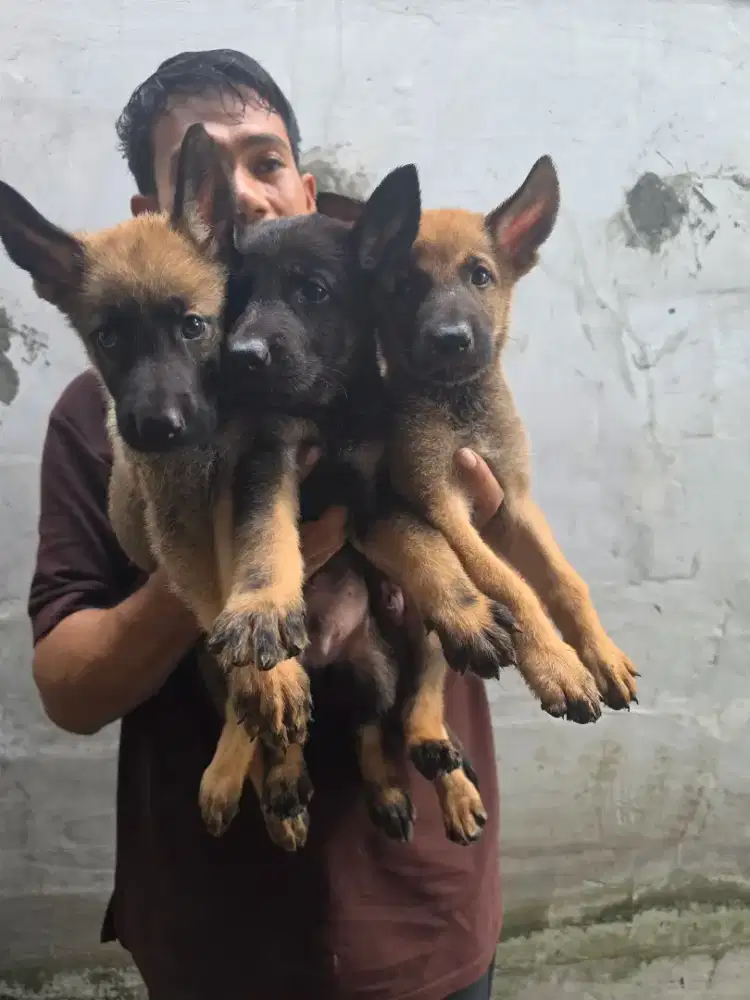 Herder stambum vaksin betina
