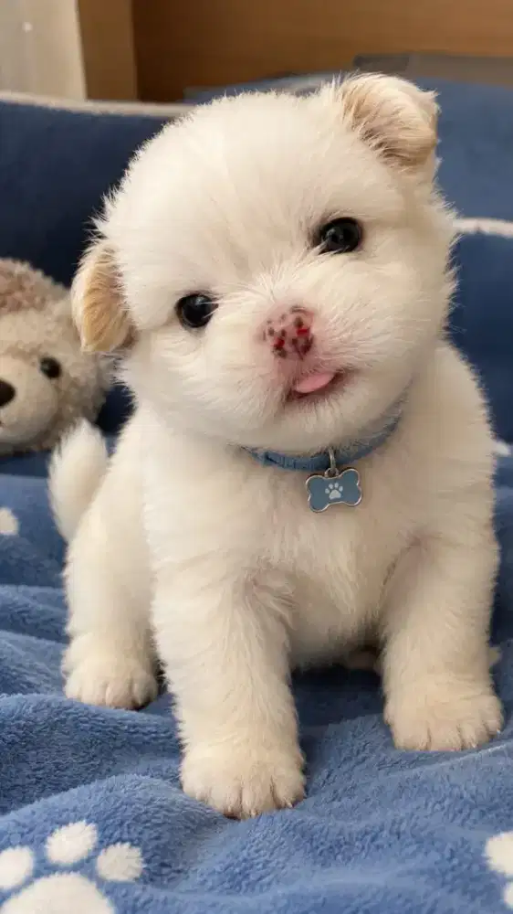 anjing ras shitzu