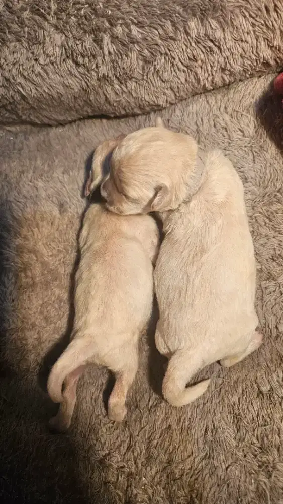 Jual Anak Anjing Poochon