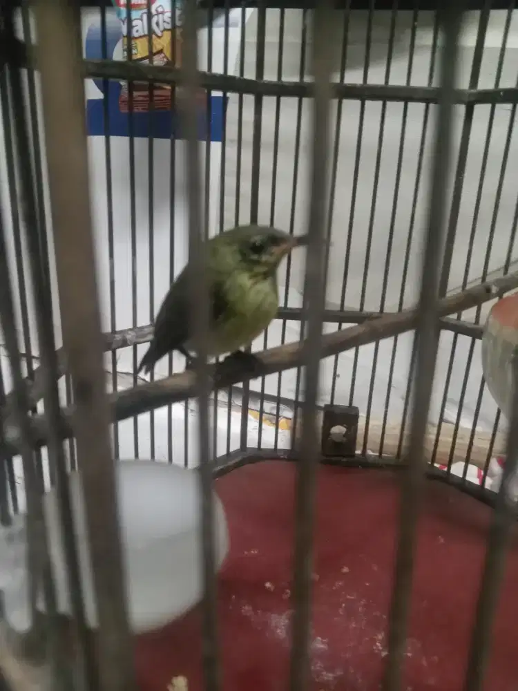 Burung ijoan paruh oren rajin