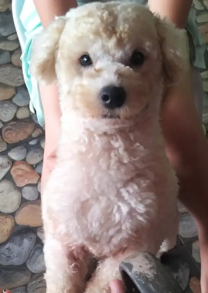 Adopsi poodle cowo dan cewe