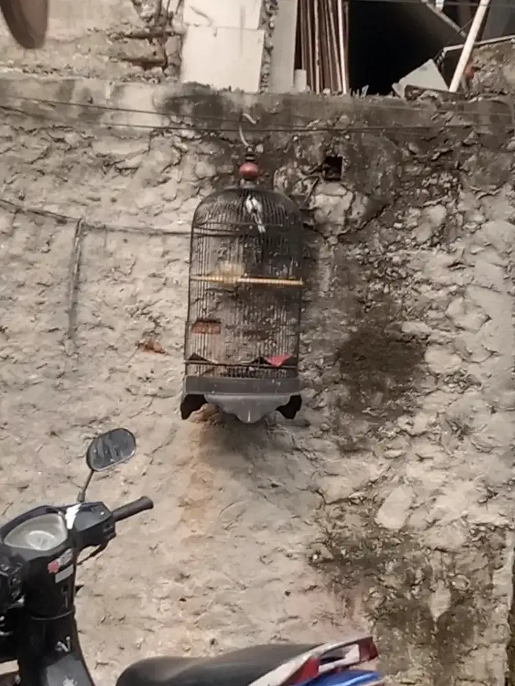 Burung gelatik batu rajin isian