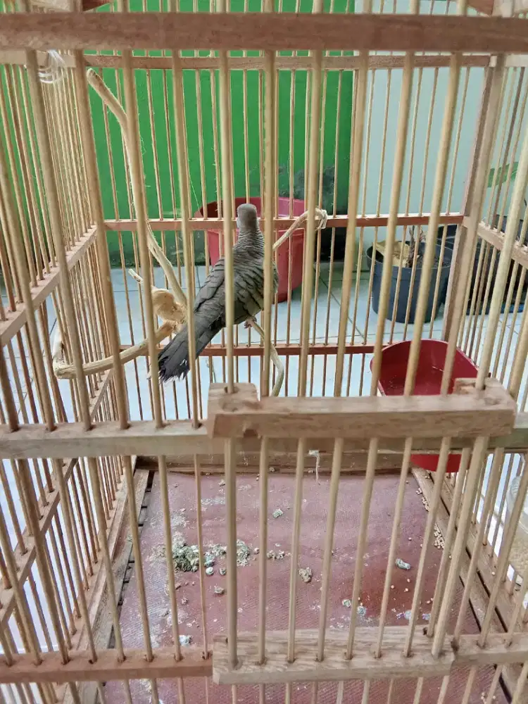 Dijual burung perkutut sama kandangnya