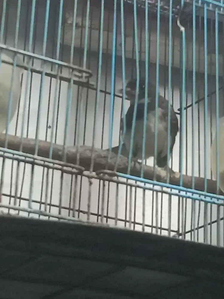 Burung kapasan jawa rajin muda jinak lalat purtotal