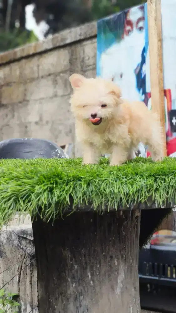 Maltise mix minipom pure kwalitas bagus