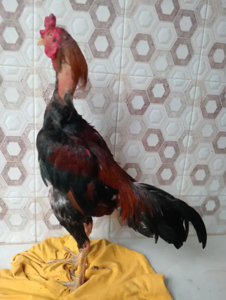 Ayam bangkok ORI ukuran bsar