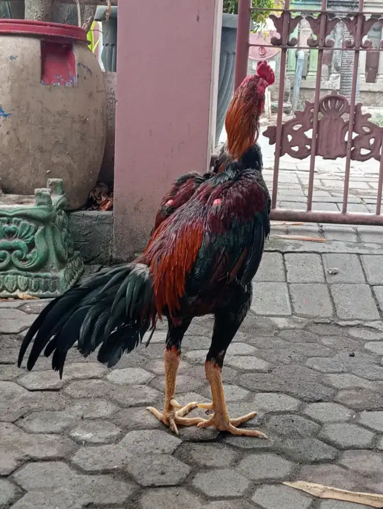 Ayam Bangkok tinggi besar