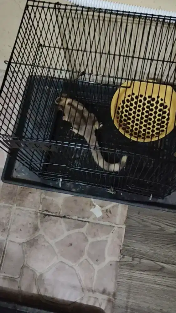 Mozaik ringtail Grade A 3 layer (abu putih hitam)
