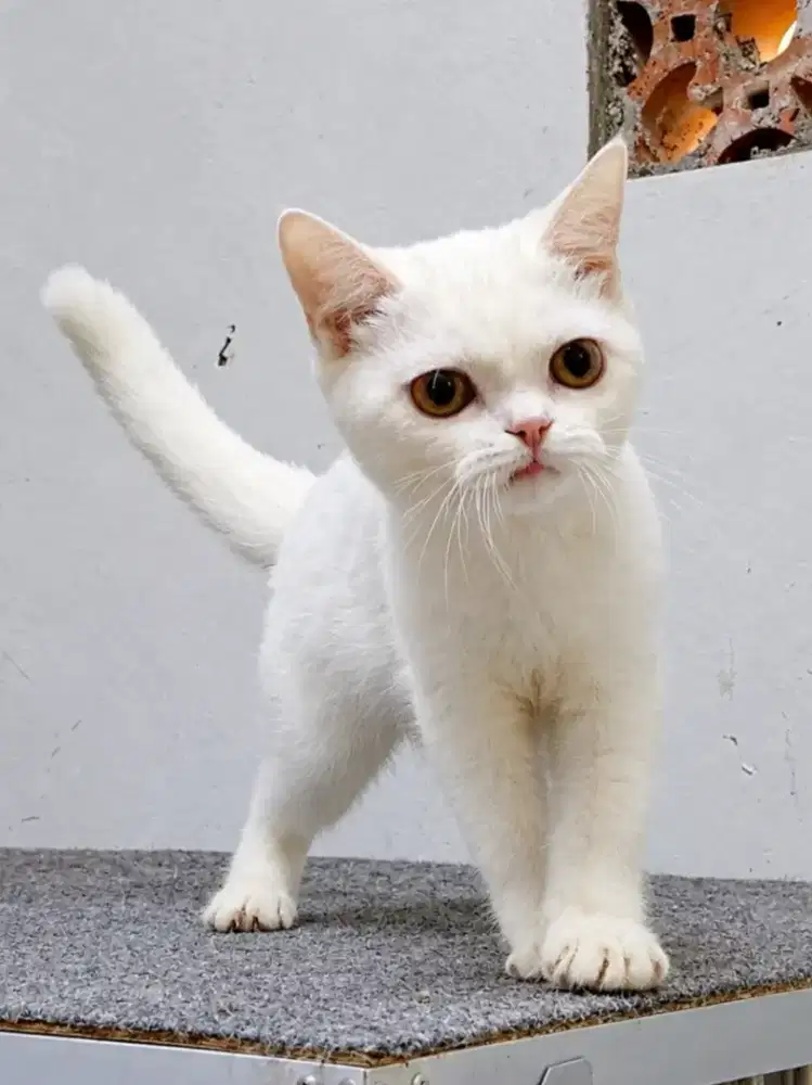 Kitten BSH mixbreed